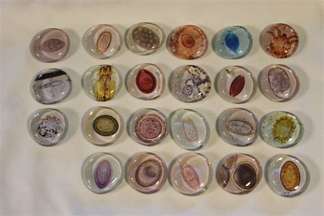 We did not find results for: Animal parasite glass magnets - complete set of 23 | Vet ...