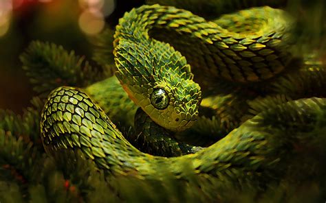 A cactus (plural cacti, cactuses, or less commonly, cactus) is a member of the plant family cactaceae, a family comprising about 127 genera with some 1750 known species of the order. Green Unusual Snakes Cactus Camouflage Hd Wallpaper ...