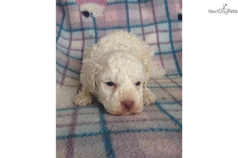 They are very good family dogs: Beautiful Lagotto Romagnolo Puppy | Lagotto romagnolo ...