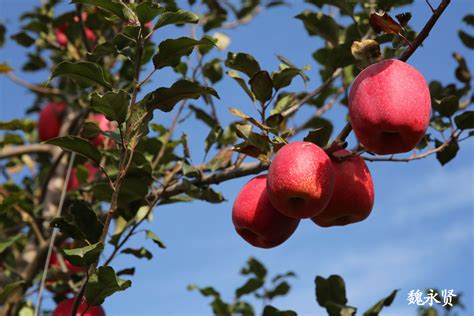陕西白水县近水楼台先得月依托西农大苹果试验站升级苹果产业 红苹果 苹果 瑞雪 新浪新闻