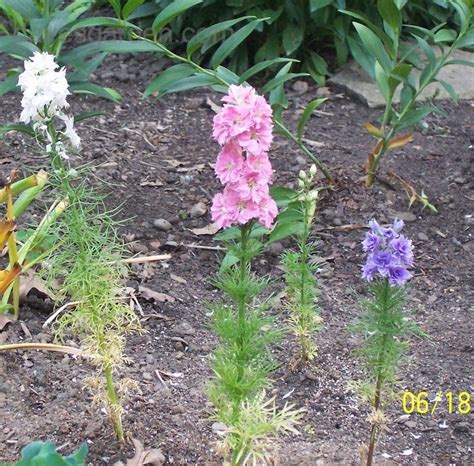Plantfiles Pictures Rocket Larkspur Giant Imperial Mix Consolida
