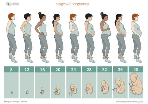 Stages_pregnancy