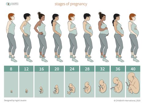 the stages of pregnancy