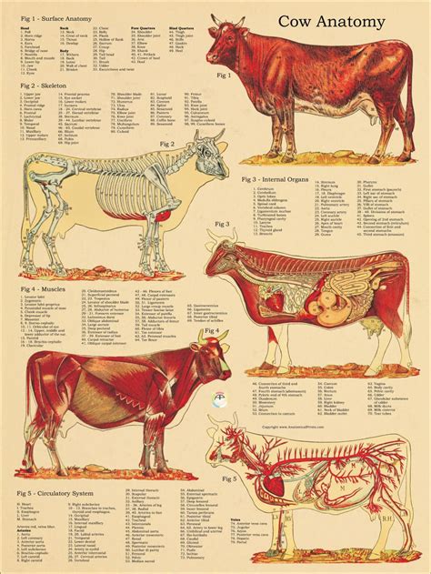 Cow Skeletal Internal Anatomy Poster 18 X 24 | Etsy | Large animal vet