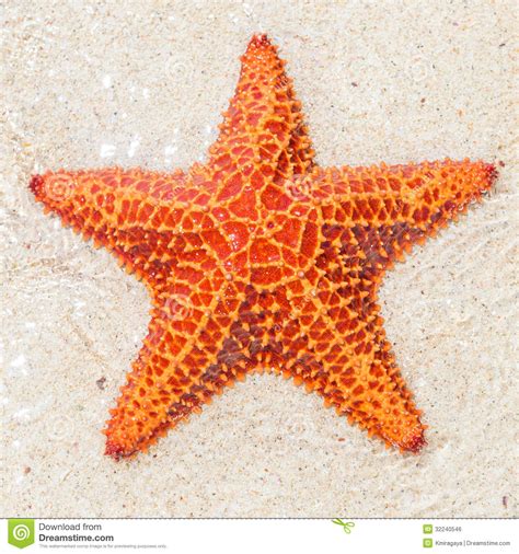 Starfish Pictures Kids Search