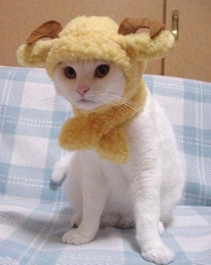 Cute Cat Wonderland I Love You Kawai