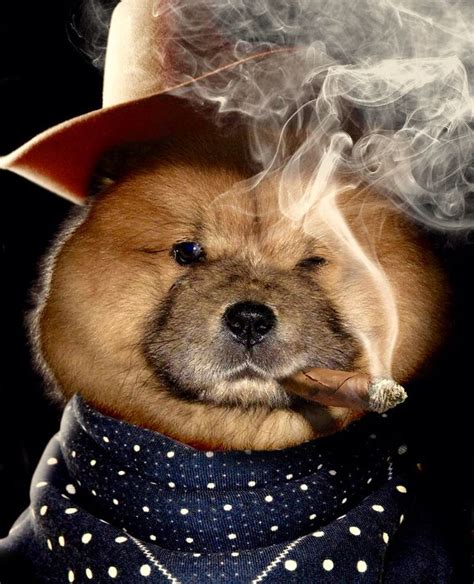 80 Best Animals Smoking Images On Pinterest Smoking Cigar And Smocking