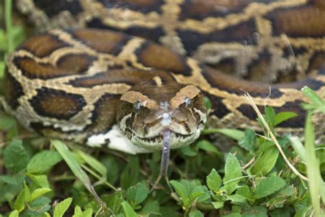 Super Snake Found In Florida Everglades