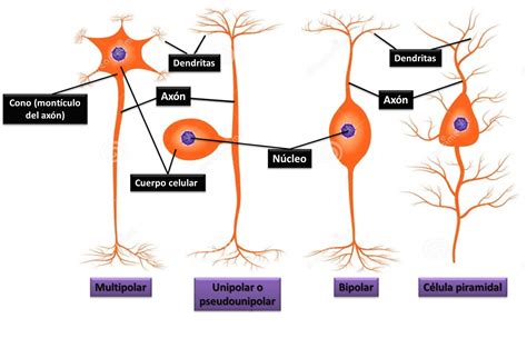 Fisiologia Basica Partes De La Neurona Y Tipos De Neuronas 1c4