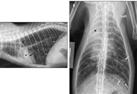 Radiographic Abnormalities In Cats With Feline Bronchial Disease And
