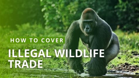 how to cover illegal wildlife trafficking youtube