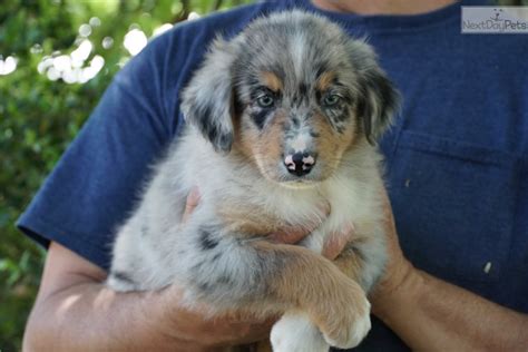 New and used items, cars, real estate, jobs, services, vacation rentals and more virtually anywhere in ontario. Australian Shepherd puppy for sale near Houston, Texas. | 83bd8125-a951