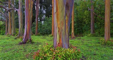 Setting Inspiration Rainbow Trees Maui Rainbow Eucalyptus Rainbow