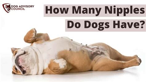How Many Nipples Do Dogs Have Male And Female