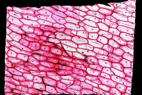 How To See Plant Cell Under Microscope Biology Students Observing