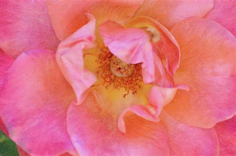 A Rose Close Up And Illustrated Digital Art By Gaby Ethington Fine