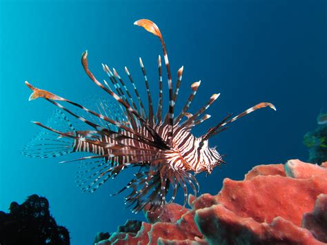 Are Lionfish The Most New Invasive Species Ever