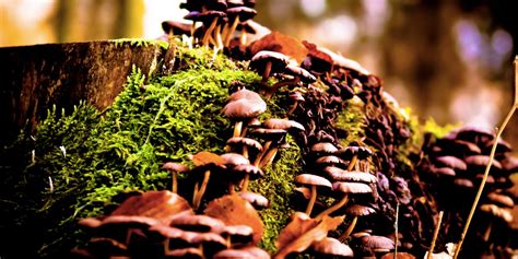 Scientists Discover Why Magic Mushrooms Evolved Psilocybin Inverse