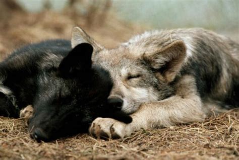 Nap Time Wolf Dog Wolf Pup Sleeping Wolf