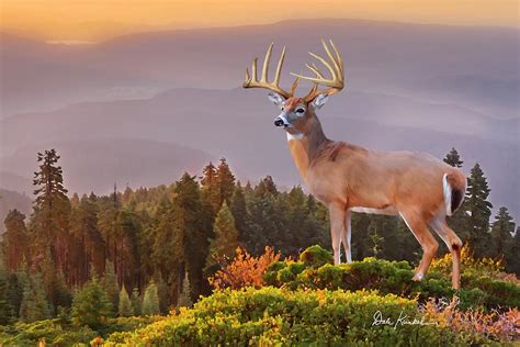 Whitetail Deer Art Print The Great Smokey Mountains Painting By Dale