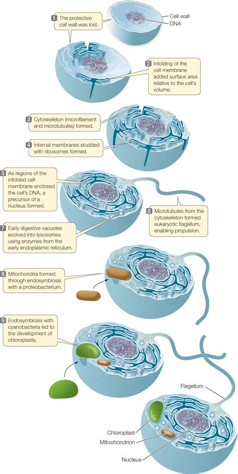 knowledge trivia stuff evolution of eukaryotic cells from prokaryotic cells