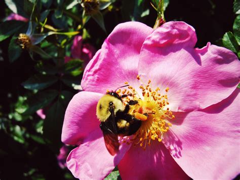 Some of the best flowers for honey bees have single flowers. Bumble bee | Flowers, Plants, Bumble bee