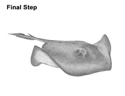 How To Draw A Stingray Video And Step By Step Pictures