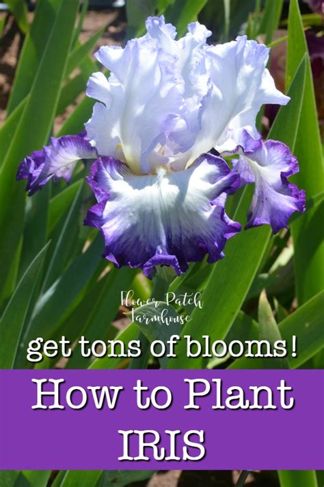 They are one of the easiest perennial to grow! How to Plant Iris and Do it Right - Flower Patch Farmhouse