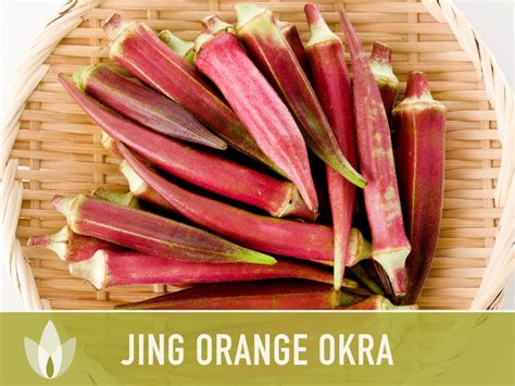 Jing Orange Okra Seeds Heirloom Seeds Asian Seeds Chinese Etsy