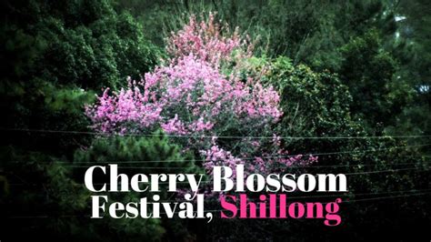 Cherry Blossom Festival Shillong 11 Tale Of 2 Backpackers