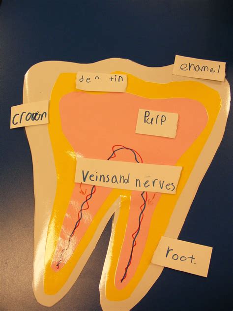 Tooth Anchor Chart Anchor Charts First Grade Classroom Teaching