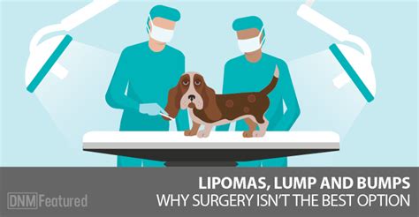 Lipomas And Other Canine Lumps And Bumps