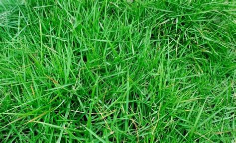 Understanding The 8 Main Grass Types