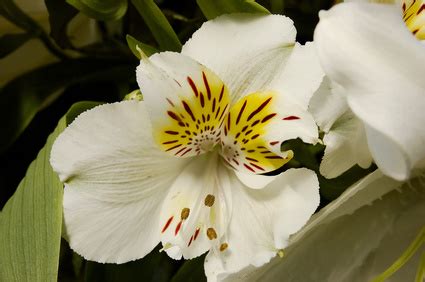 Cut flowers dangerous to cats. Is Alstroemeria Poisonous to Cats? | eHow UK