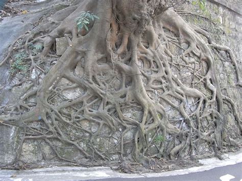 Filehk Mid Levels 香雪道 Hornsey Road Stone Wall Tree Root Feb 2011