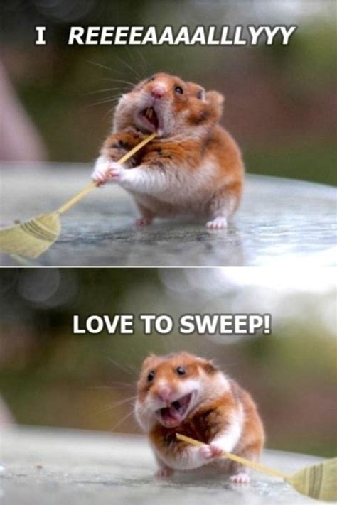 45 Funniest Hamster Memes ~ Haileys Hamsters
