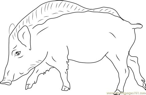 Boar coloring pages papapishu boar bpng printable coloring4free. European Wild Boar Coloring Page - Free Boar Coloring ...