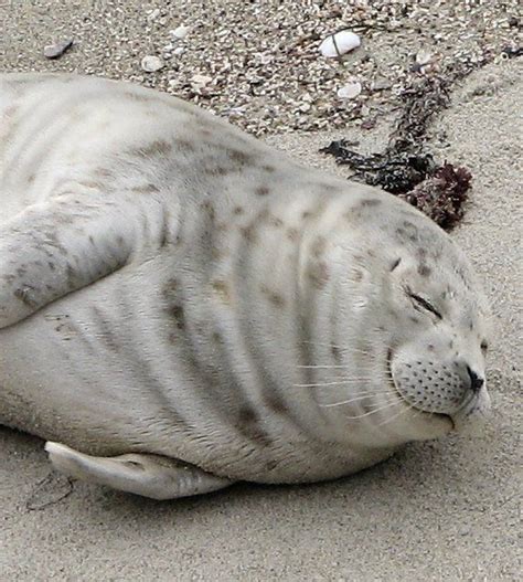 Harbor Seal Facts Seal Conservancy Of San Diego Seal Cute