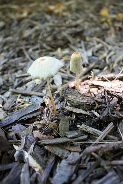 Wild Mushrooms In Northern Michigan Flickr Photo Sharing