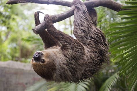 The 7 Most Interesting Sloth Facts The Great Projects