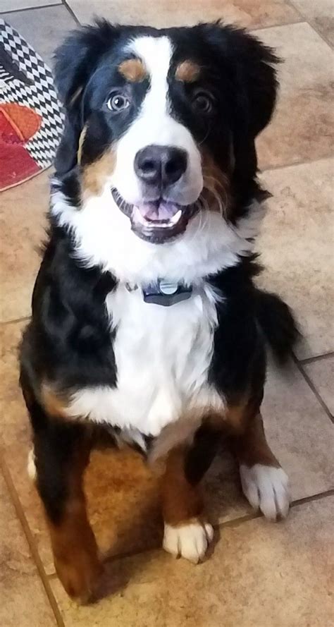 Smile Shes 6 Month Old Bernese Pup Puppies Bernese Dog Cute Animals