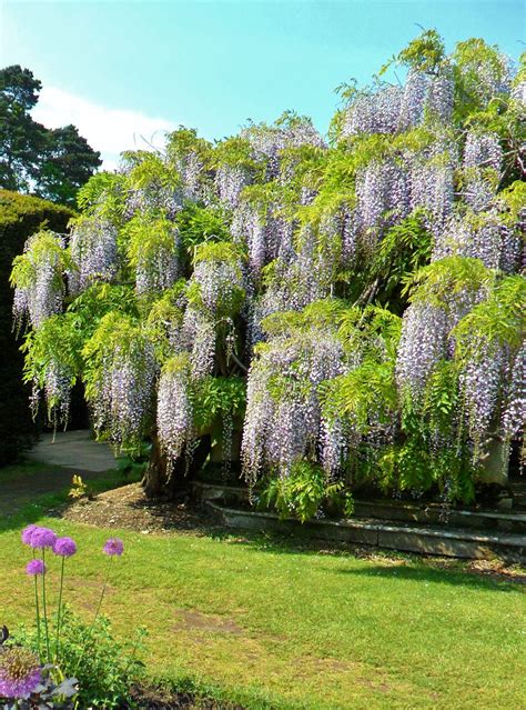 Wisteria Overgrows A Summer House Exbury Gardens New Foresthampshire