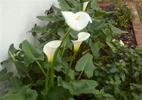 Canna lilies grow as perennials in u.s. Some Non-Fruit Spring Pics - Pictures! - Growing Fruit