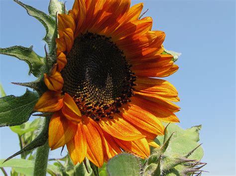 Always Wanted To Grow Giant Sunflowers Giant Sunflower Plants Garden