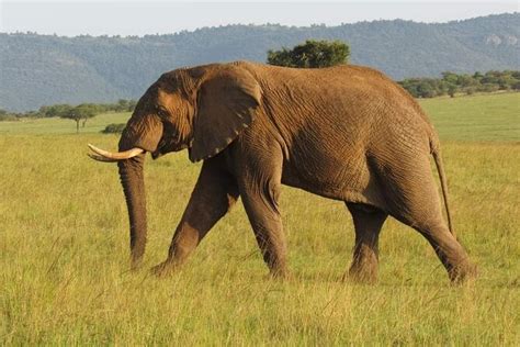 Tagestour Zum Amboseli Nationalpark Von Nairobi Zur Verf Gung Gestellt