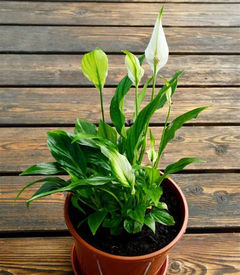 14 Easy To Grow Indoor Plants That Anyone Can Grow