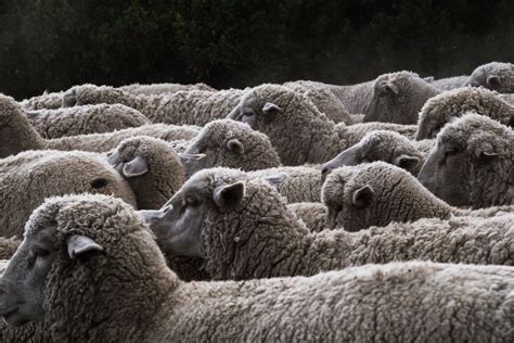5 Reasons Why Your Story Idea Doesnt Stand Out Sheep Subject And