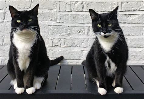 A Tribute To Tuxies And Their ‘tuxitude The Purrington Post