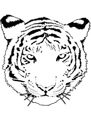 Морда тигр рисунок раскраска 43 фото рисунки для срисовки на Газ