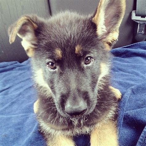 Pin By Brisa Z On Gsd Obsession German Shepard Puppies I Love Dogs